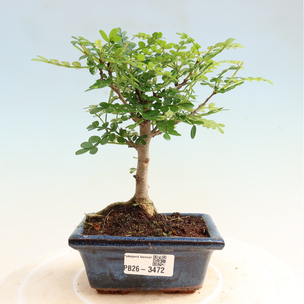 Zimmer Bonsai - Zantoxylum piperitum - Pfefferbaum