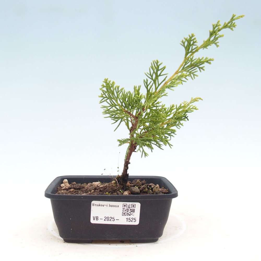 Outdoor bonsai - Juniperus chinensis Itoigawa - Chinese juniper