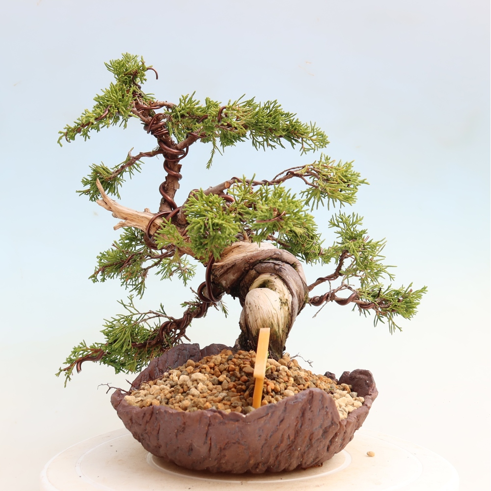 Bonsai für draußen - Juniperus chinensis Itoigawa-Juniperus chinensis