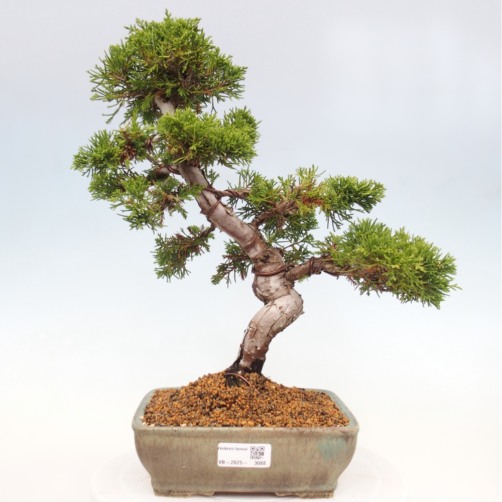 Outdoor bonsai - Juniperus chinensis Itoigawa - Chinese juniper