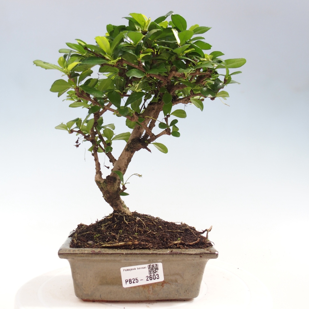 Zimmerbonsai - Carmona Macrophylla - Fuki-Tee