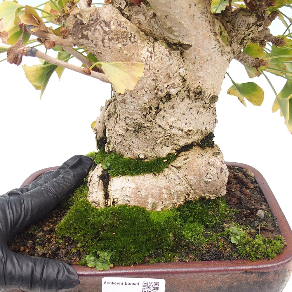 Bonsai im Freien - Ginkgo biloba