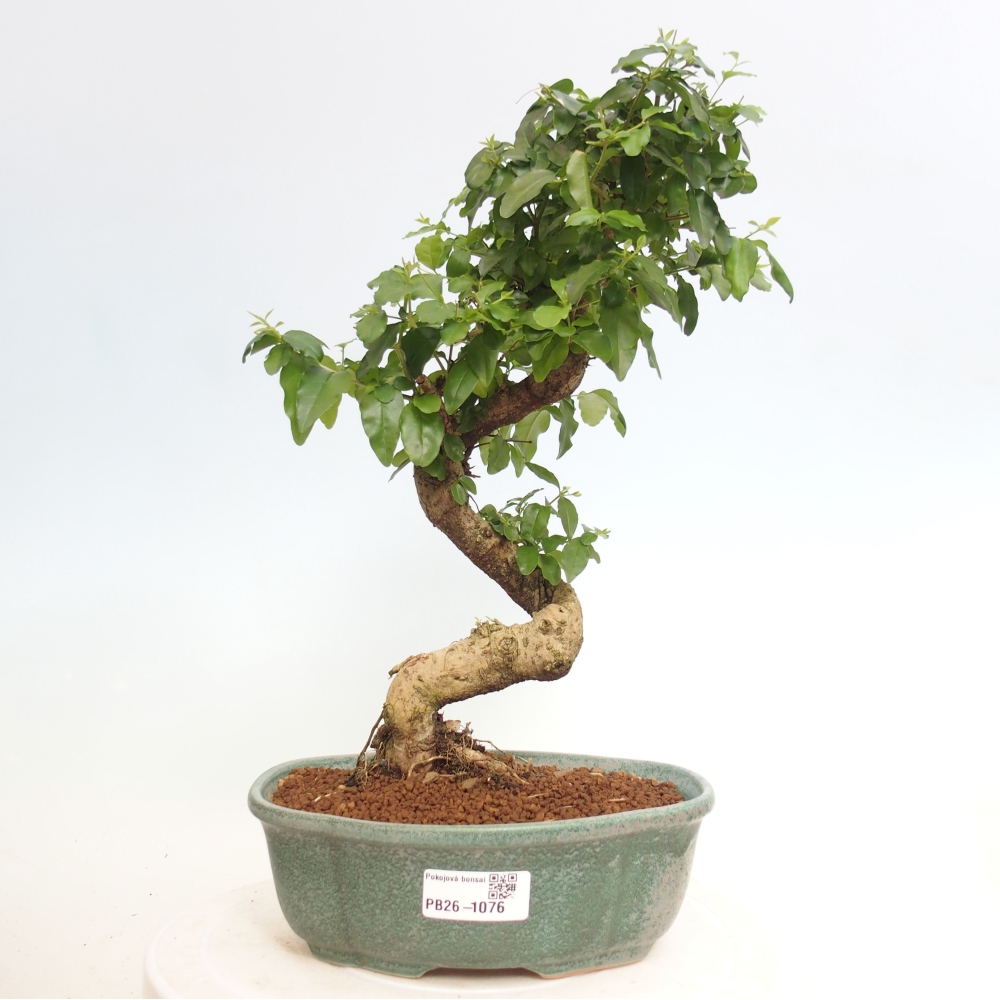 Zimmer Bonsai -Ligustrum chinensis - Vogelschnabel