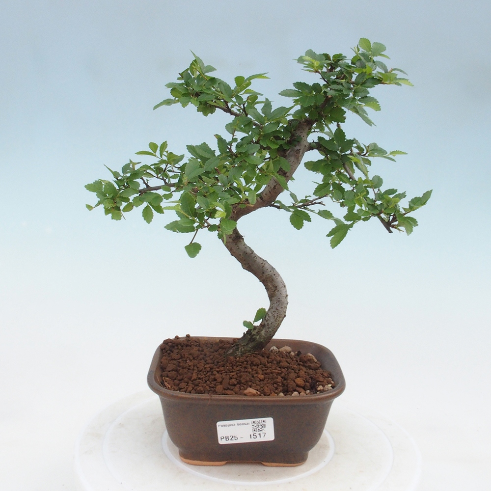 Zimmer Malolistý Ulme Bonsai