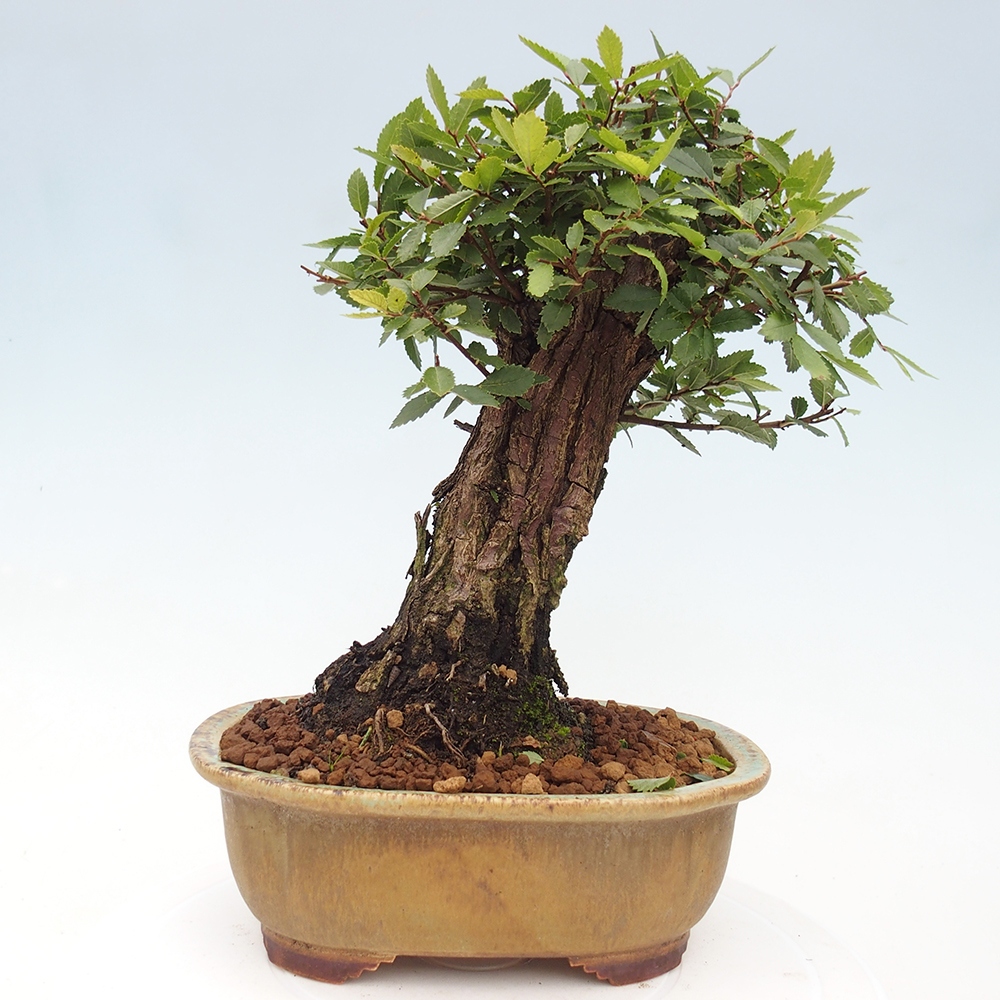 Bonsai für draußen - Zelkova - Zelkova NIRE