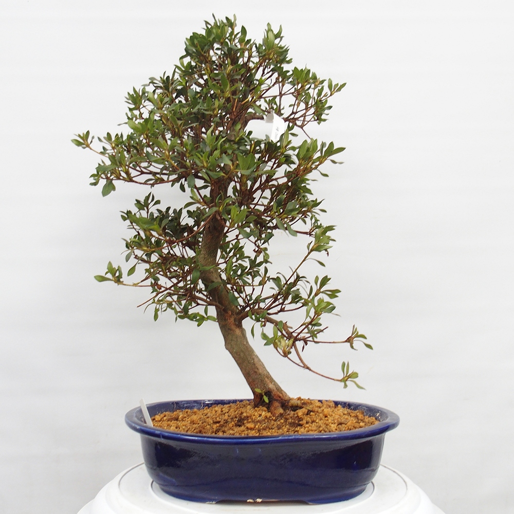 Bonsai für draußen - Japanische Azalee - Azalee CHIHIRO