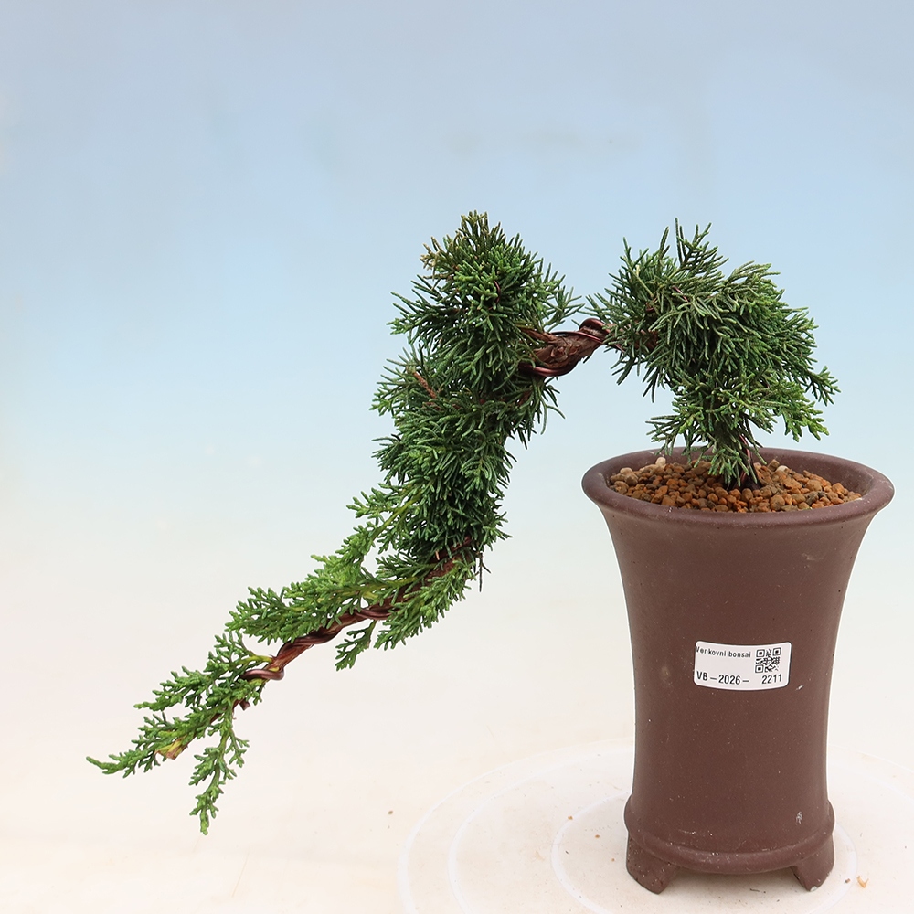 Bonsai für draußen - Juniperus chinensis Kishu