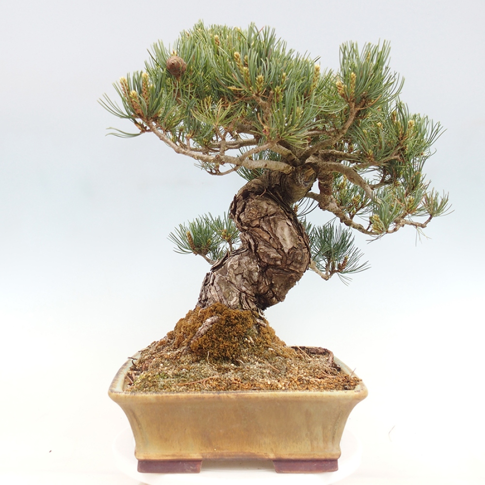 Bonsai für draußen - Pinus parviflora - Pinus parviflora