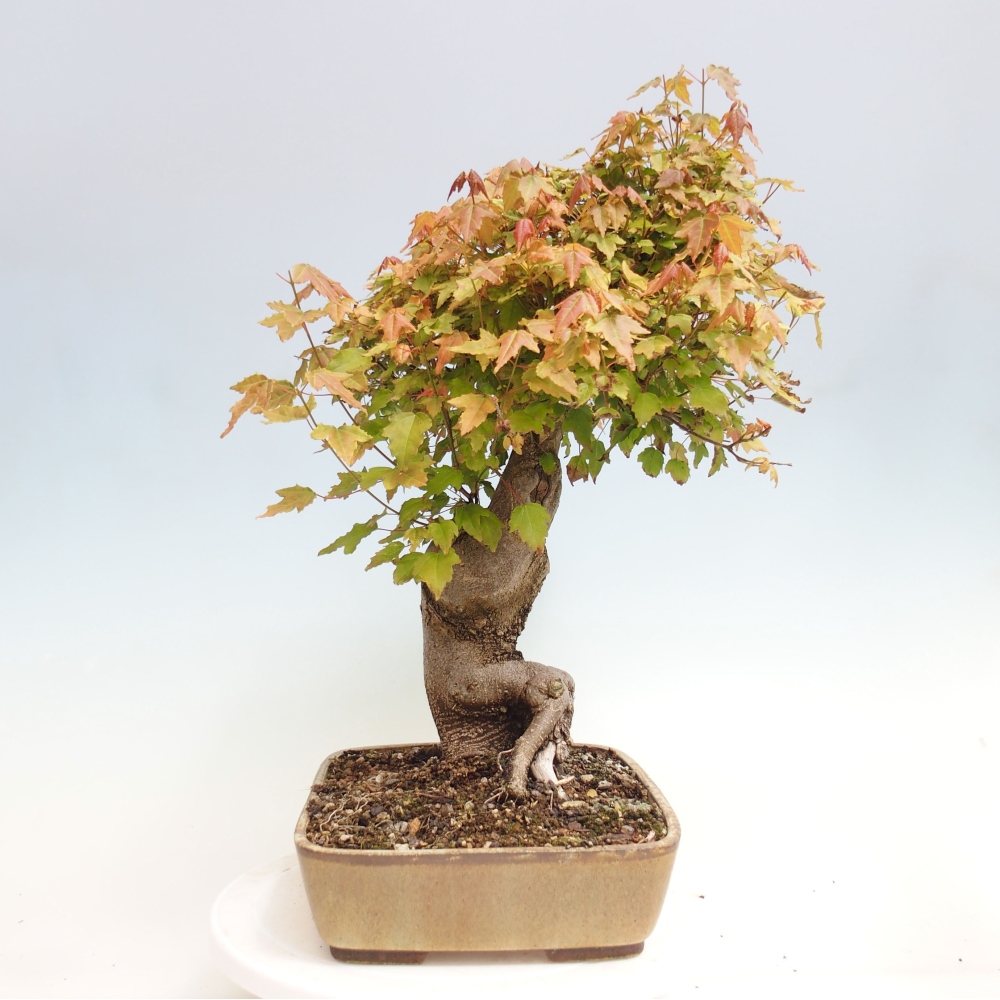 Bonsai im Freien - Ahorn Buergerianum - Burger Maple