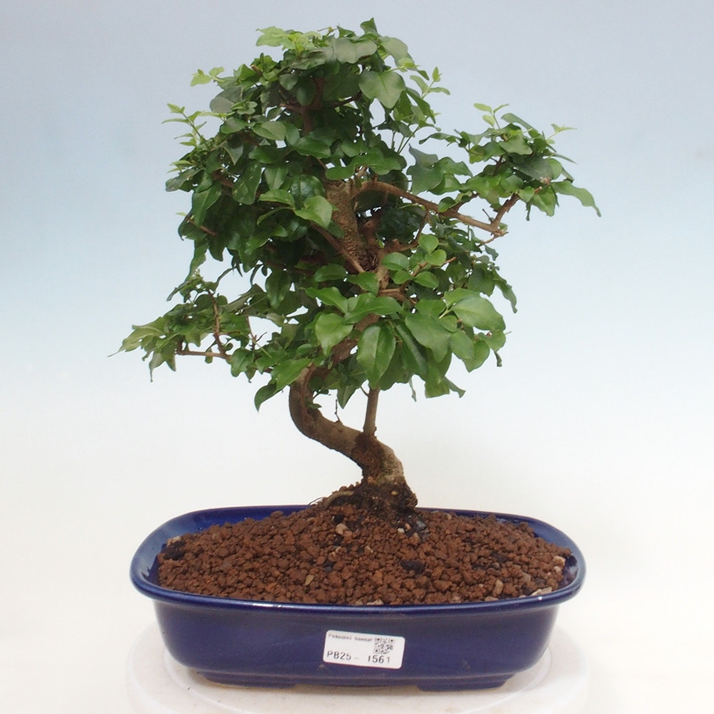 Zimmerbonsai -Ligustrum chinensis - Liguster