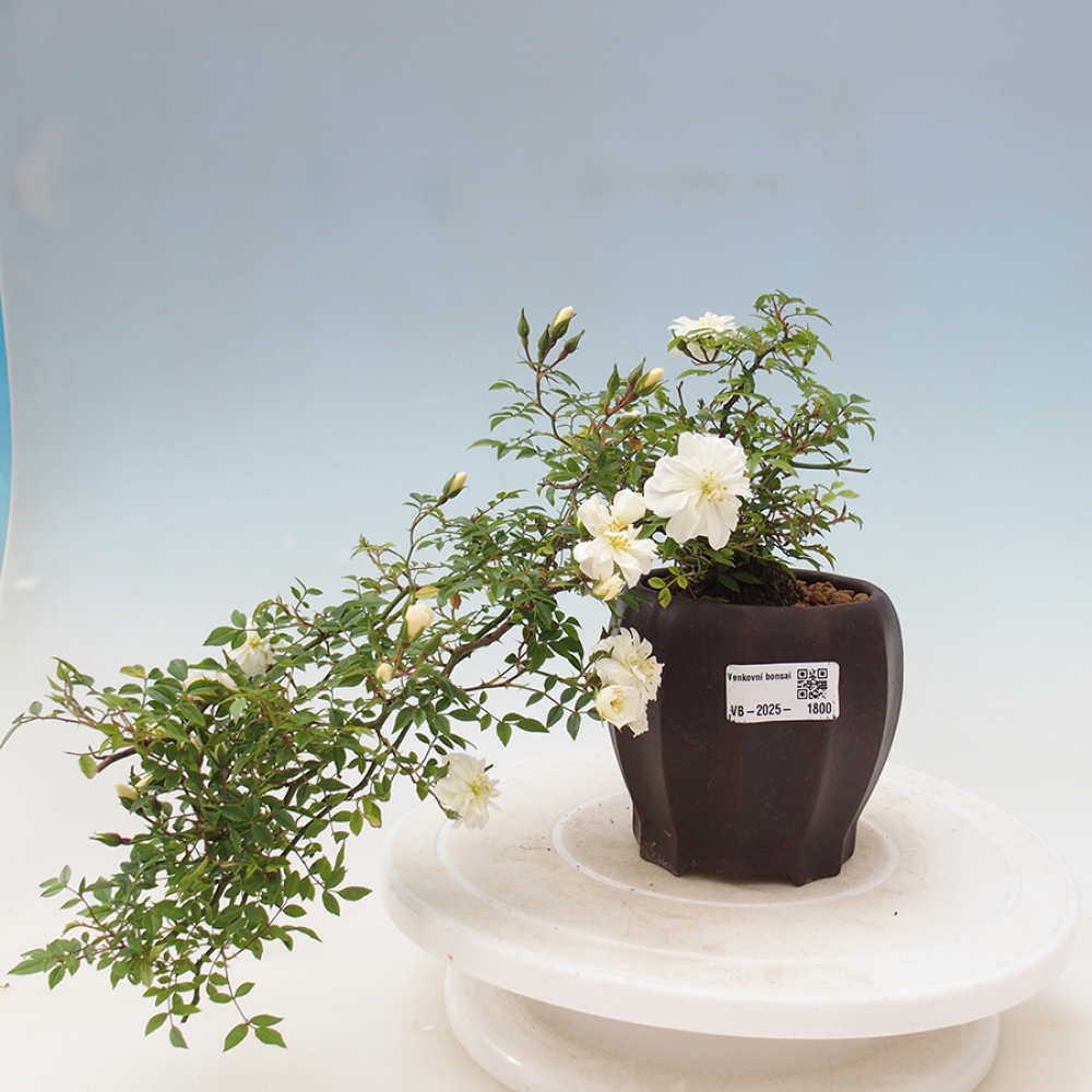 Freilandbonsai - Rosa Sea Foam -  Rose