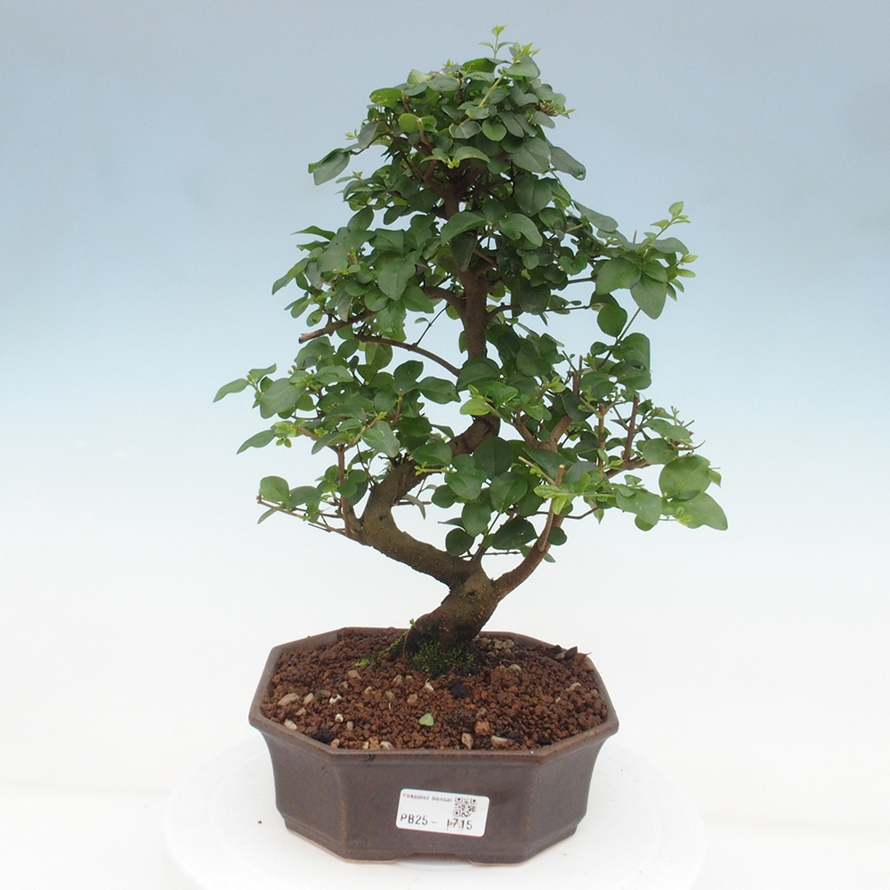 Indoor Bonsai -Ligustrum chinensis - Vogelschnabel