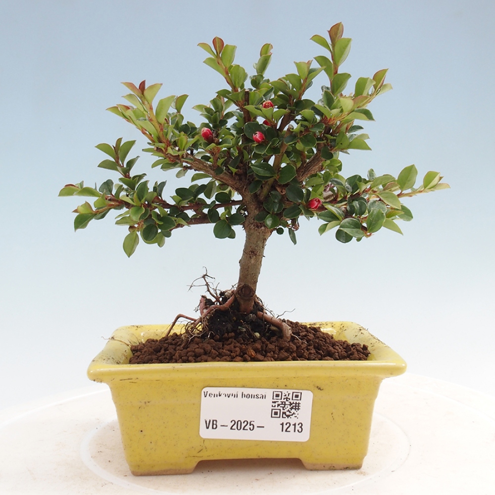 Bonsai im Freien - Cotoneaster horizontalis - Felsenbaum