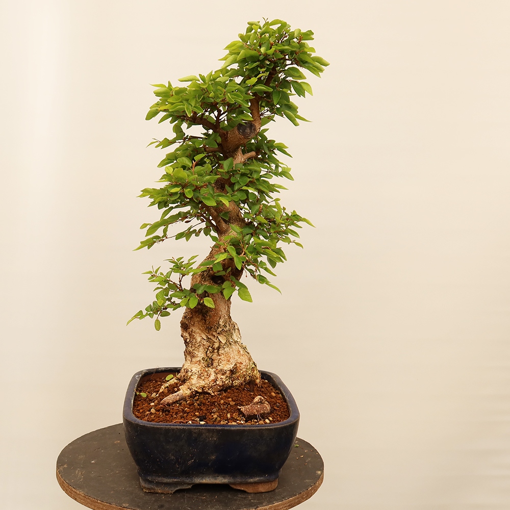 Bonsai im Freien - Carpinus Coreana - Koreanische Hainbuche