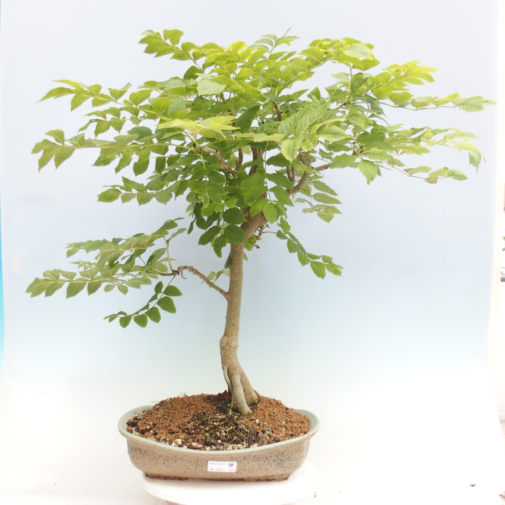 Outdoor-Bonsai - Fraxinus - Esche