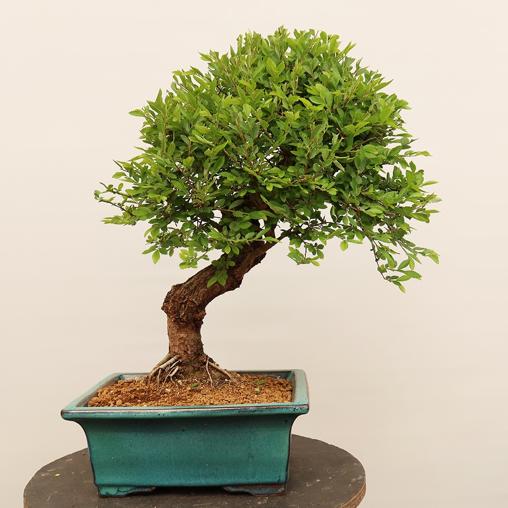 Bonsai im Freien - Zelkova - Zelkova NIRE