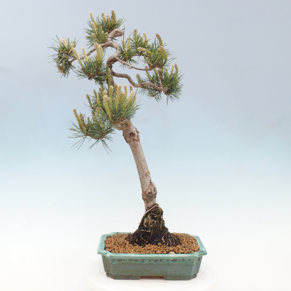 Bonsai im Freien - Pinus Sylvestris - Waldkiefer