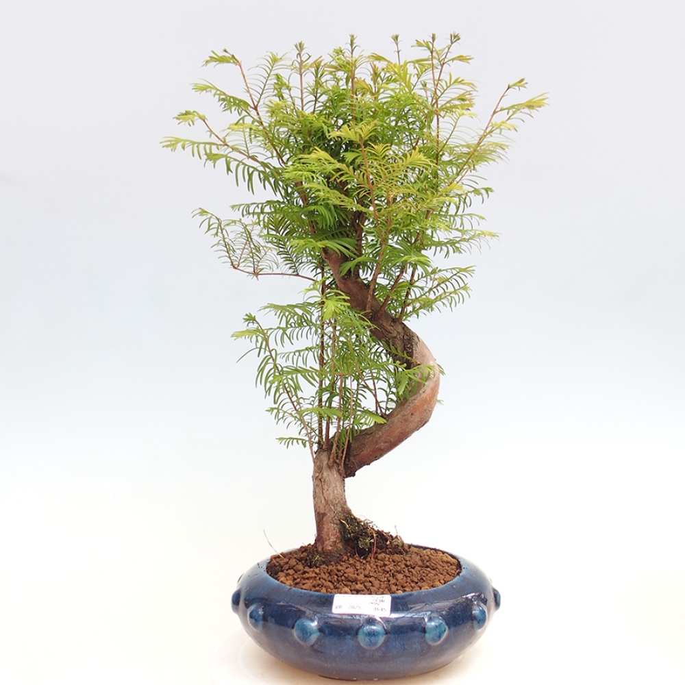 Bonsai im Freien - Metasequoia glyptostroboides - Chinesischer Metasequoia