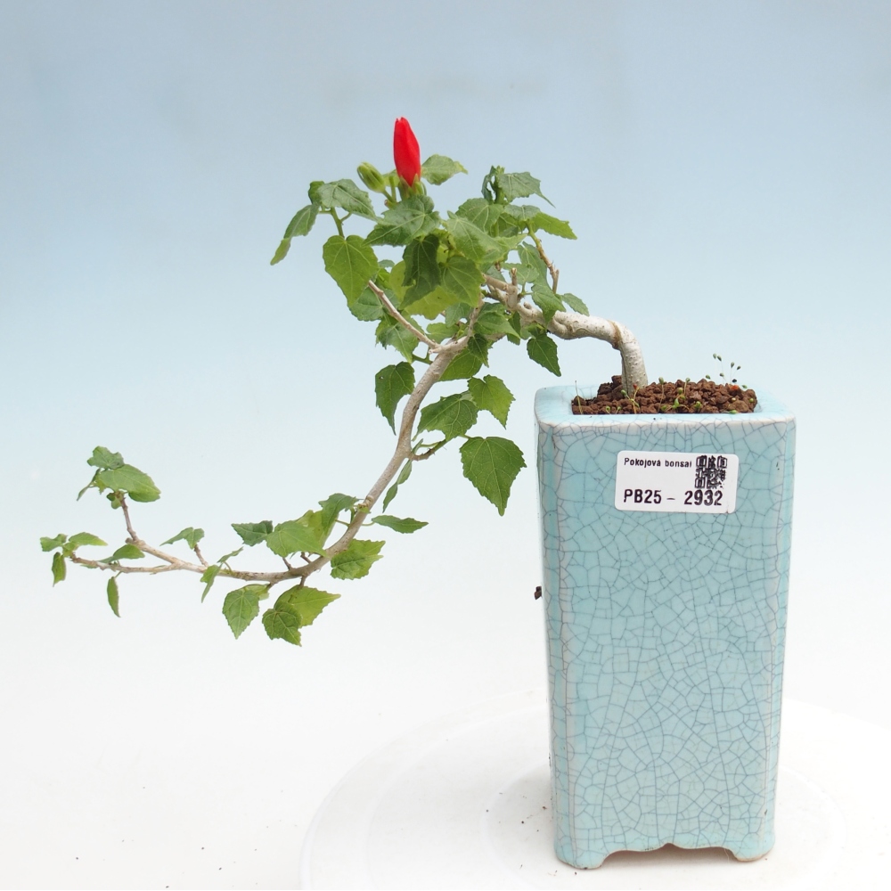 Zimmerbonsai - Malvaviscus arboreus - holziger Hibiskus