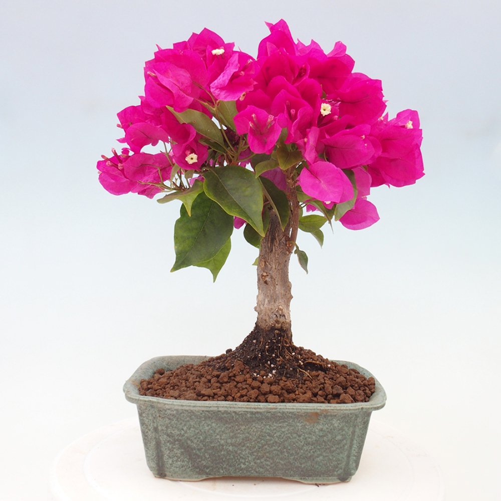 Indoor Bonsai - Bouganwilea