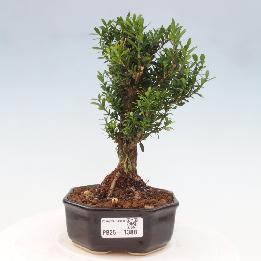 Zimmerbonsai - Buxus harlandii - Korkbuchsbaum