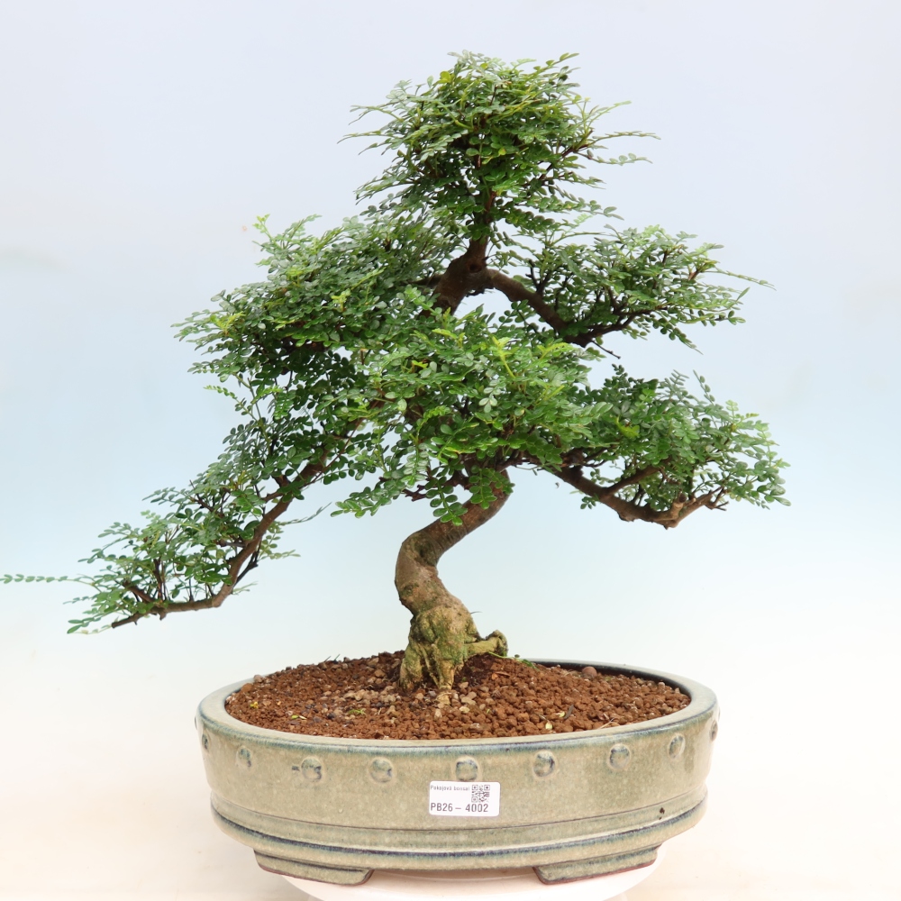 Zimmer Bonsai - Zantoxylum piperitum - Pfefferbaum