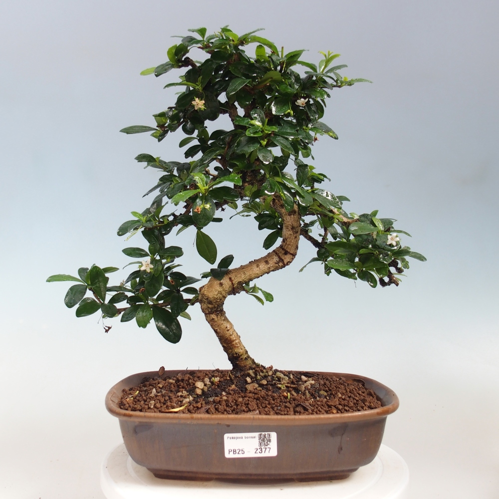 Zimmer Bonsai - Carmona macrophylla - Tea Fuki