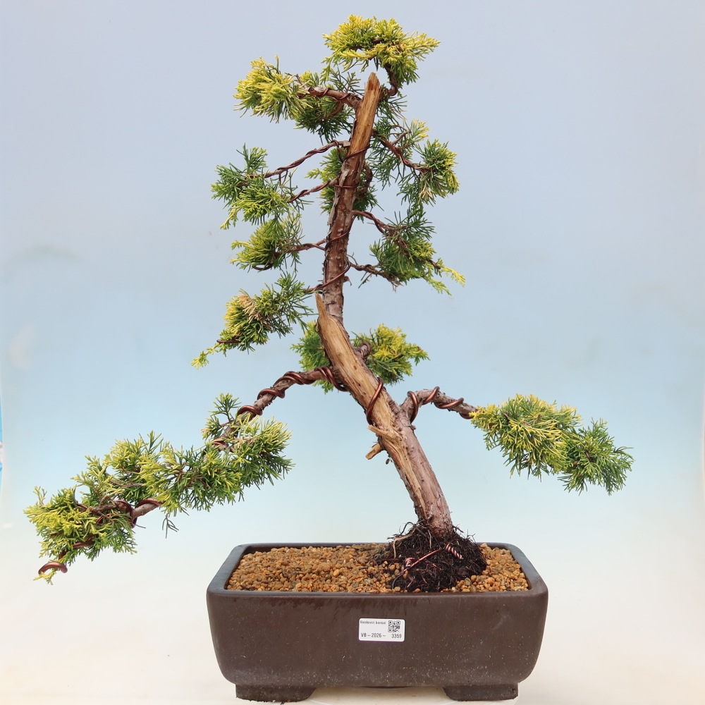 Bonsai für den Außenbereich – Juniperus chinensis  aurea – Chinesischer Goldwacholder