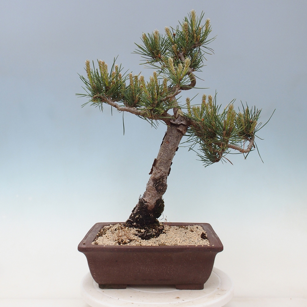 Bonsai im Freien - Pinus Sylvestris - Waldkiefer