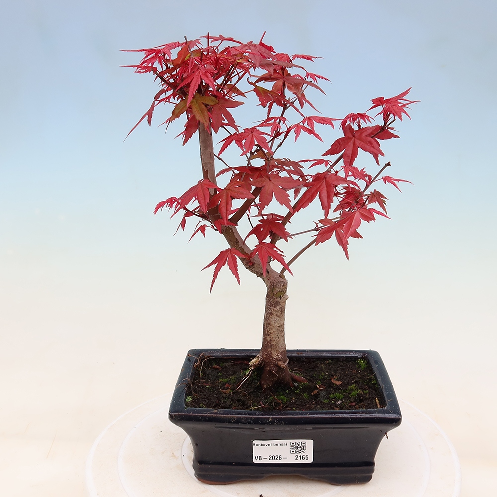 Bonsai für draußen - Acer palmatum DESHOJO