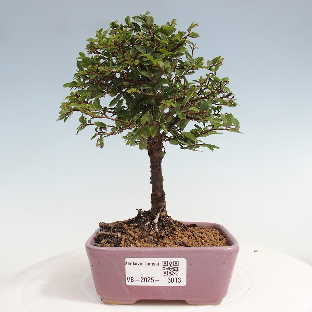 Bonsai im Freien - Ulmus parvifolia Sagei - Kleinblättrige Ulme