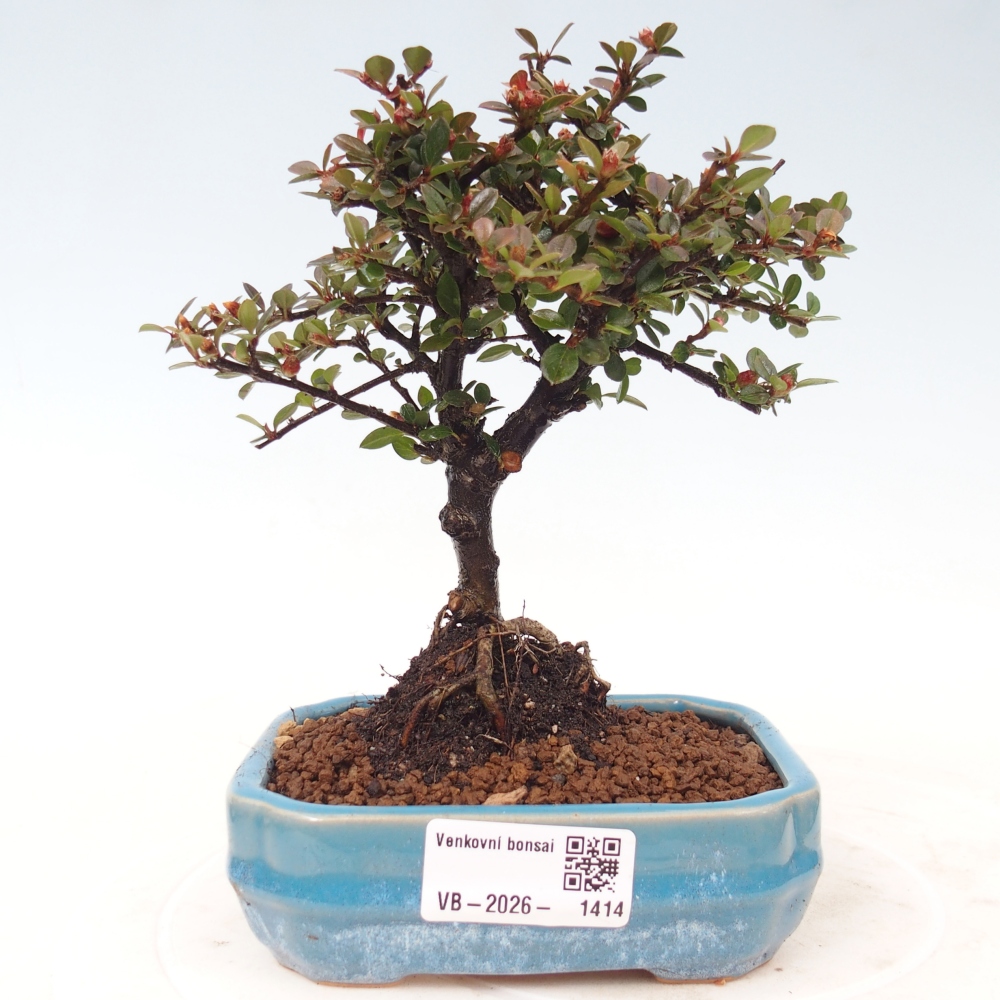 Bonsai für draußen - Cotoneaster horizontalis - Rocky Mountain