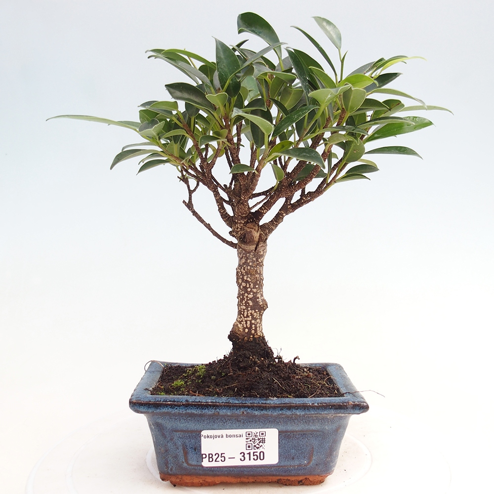 Zimmer Bonsai Ficus retusa kimmen