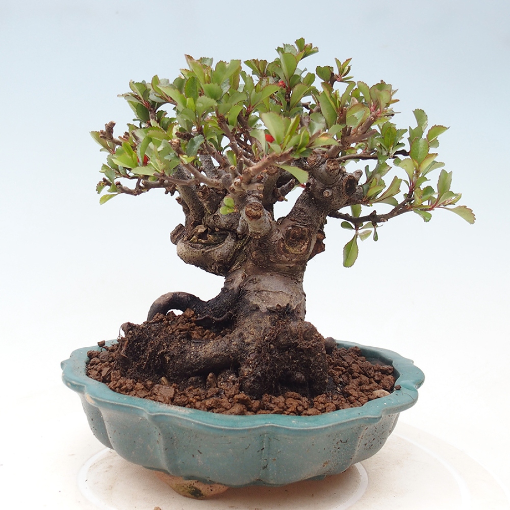 Bonsai für draußen - Chaneomeles speciosa - Quitte