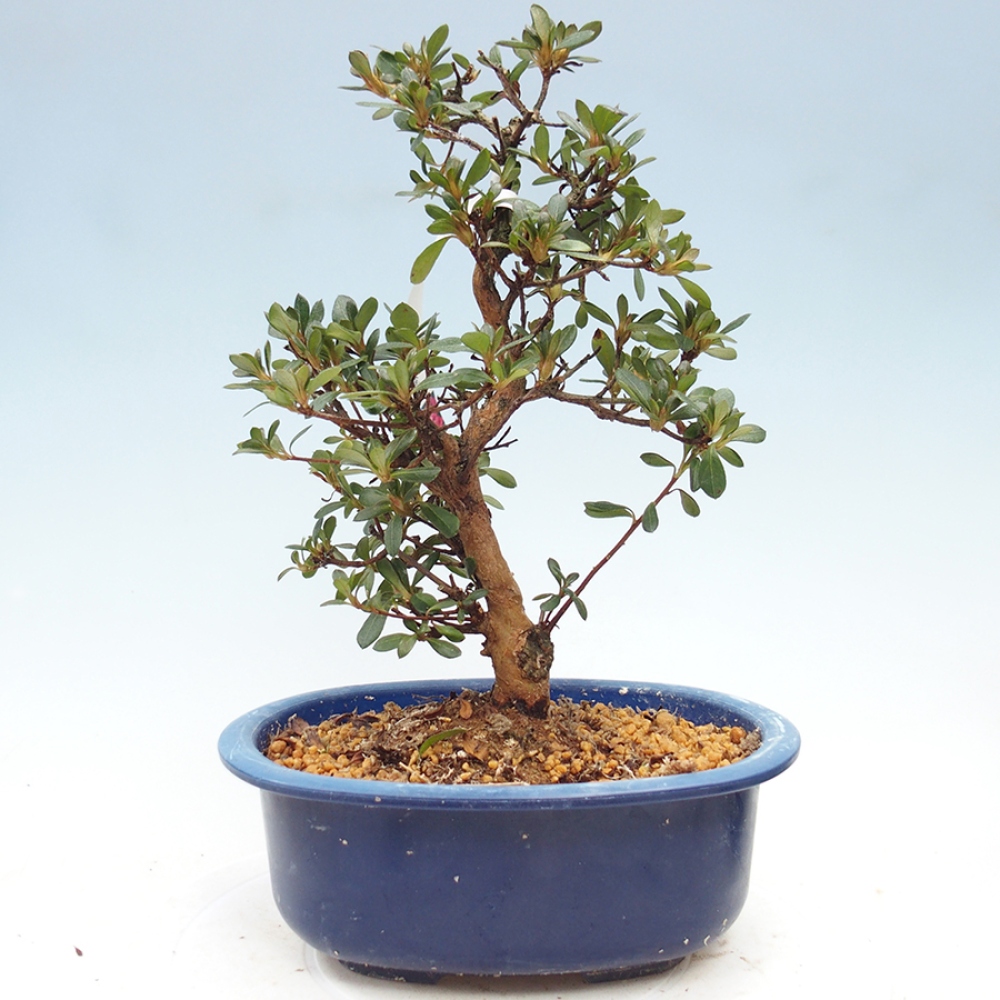 Bonsai für draußen - Japanische Azalee - Azalea Kobai