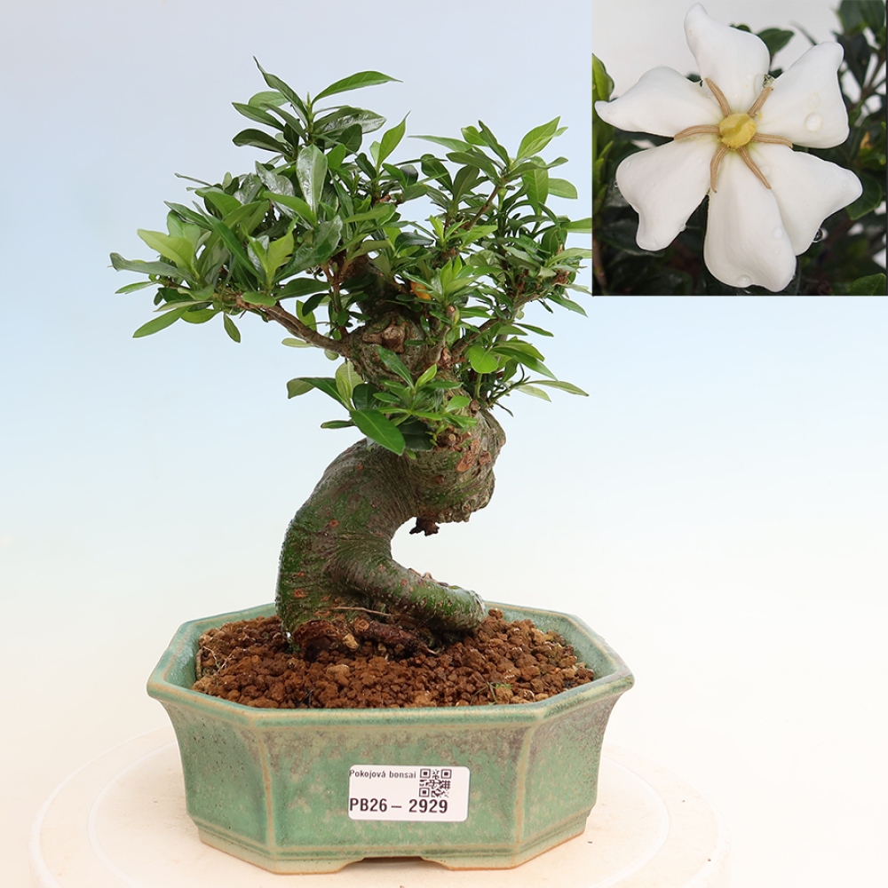 Zimmer Bonsai - Gardenia jasminoides-Gardenia