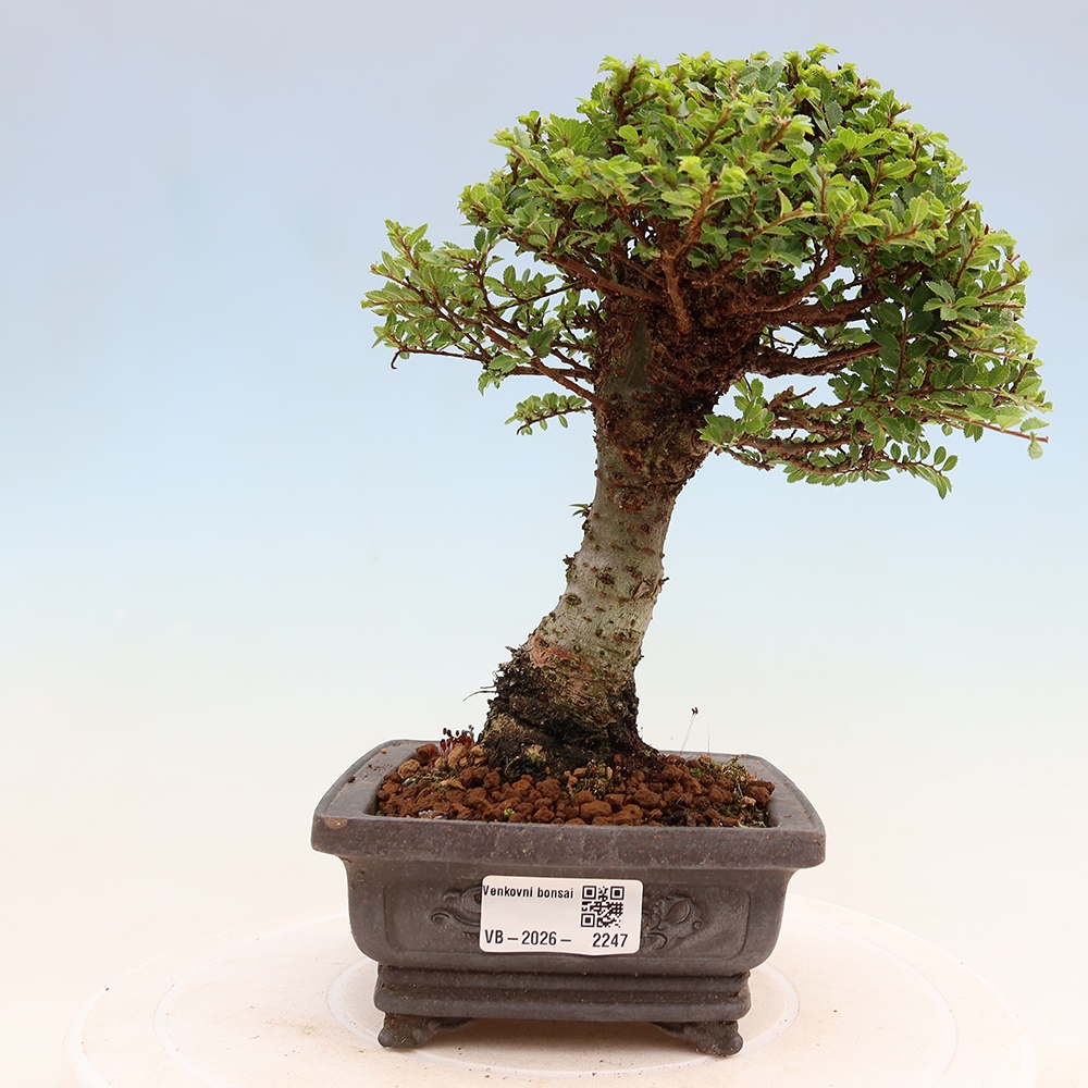 Bonsai für draußen - Ulmus parvifolia Sagei - Kleinblättrige Ulme