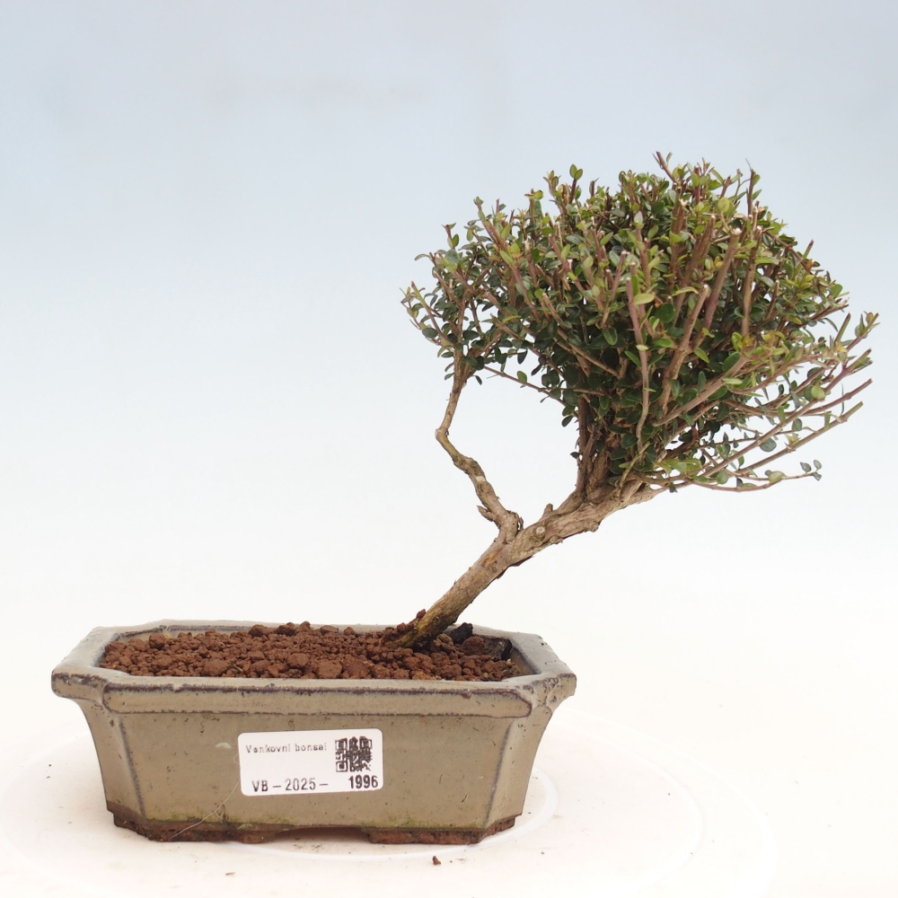 Bonsai im Freien - Lonicera nitida Twiggy - Geißblatt
