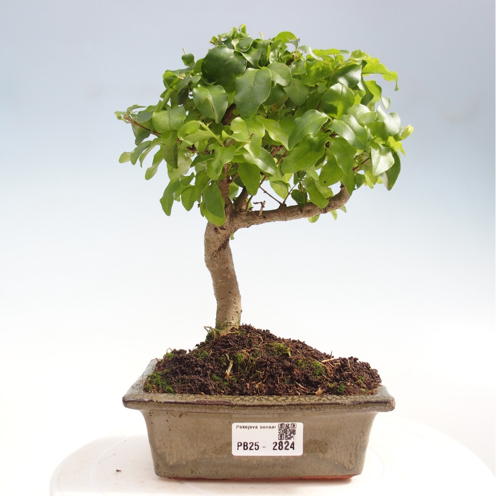 Zimmerbonsai - Ligustrum chinensis - Vogelperspektive