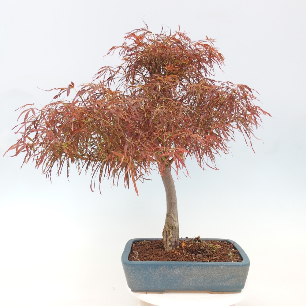 Bonsai für draußen - Acer palmatum RED PYGMY