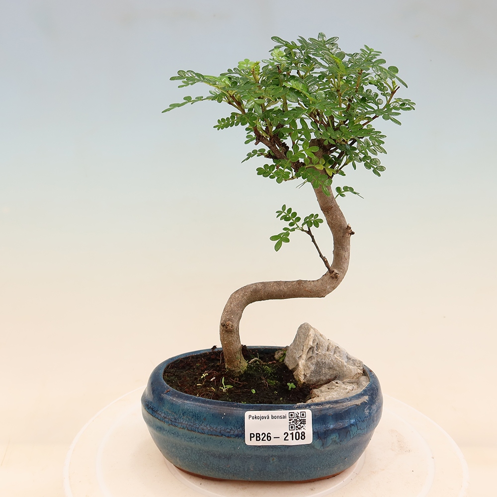 Zimmer Bonsai - Zantoxylum piperitum - Pfefferbaum