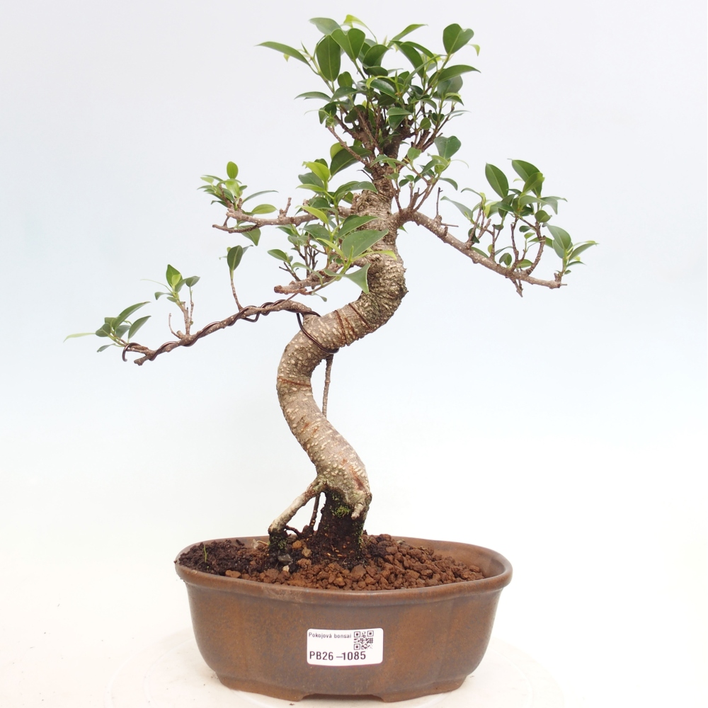 Zimmerbonsai - Ficus retusa - Kleinblättriger Ficus