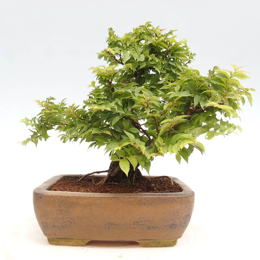 Bonsai im Freien - Ulmus parvifolia  - Kleinblättrige Ulme