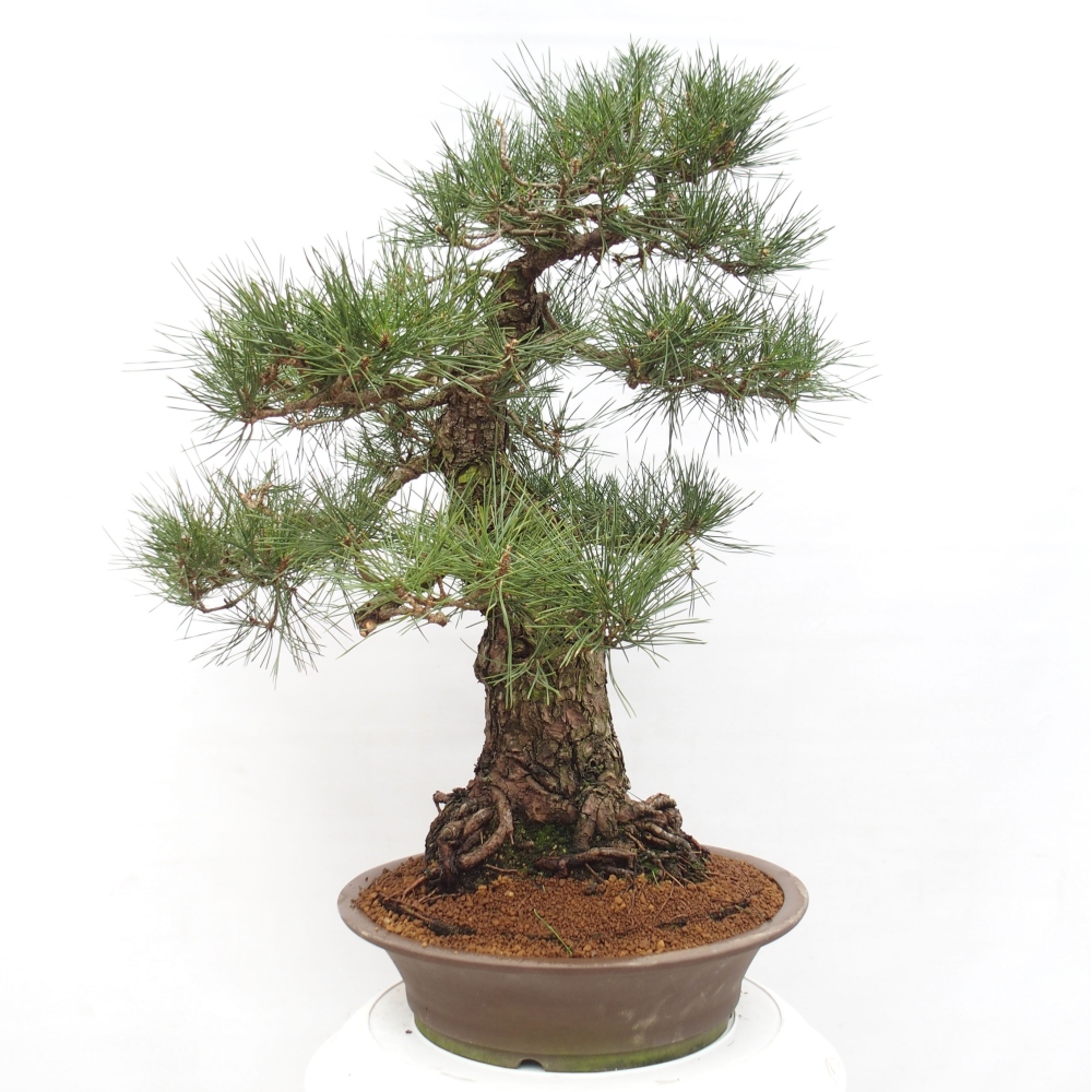 Outdoor-Bonsai - Pinus thunbergii - Thunbergkiefer