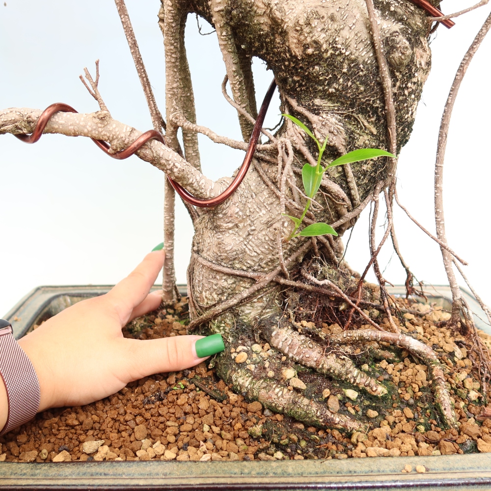 Zimmerbonsai - Ficus kimmen - Kleinblättriger Ficus