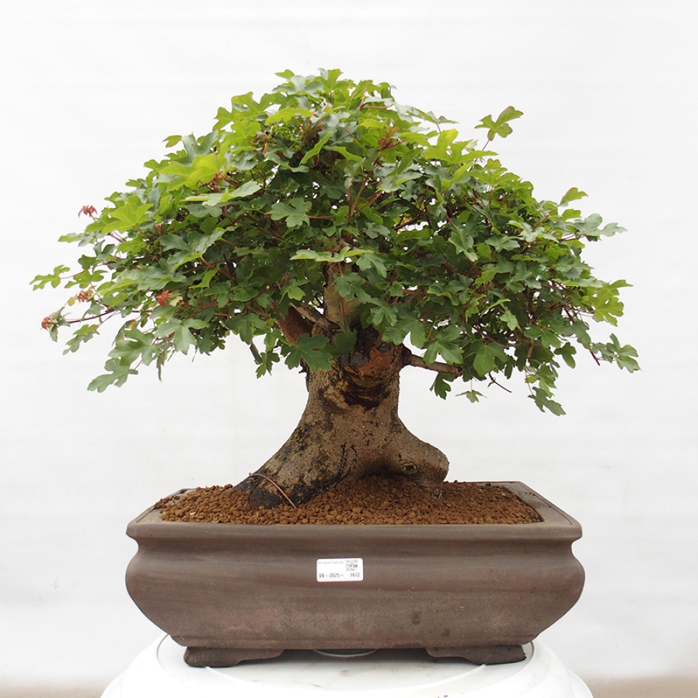 Bonsai im Freien - Französischer Ahorn - Acer Nonspessulanum