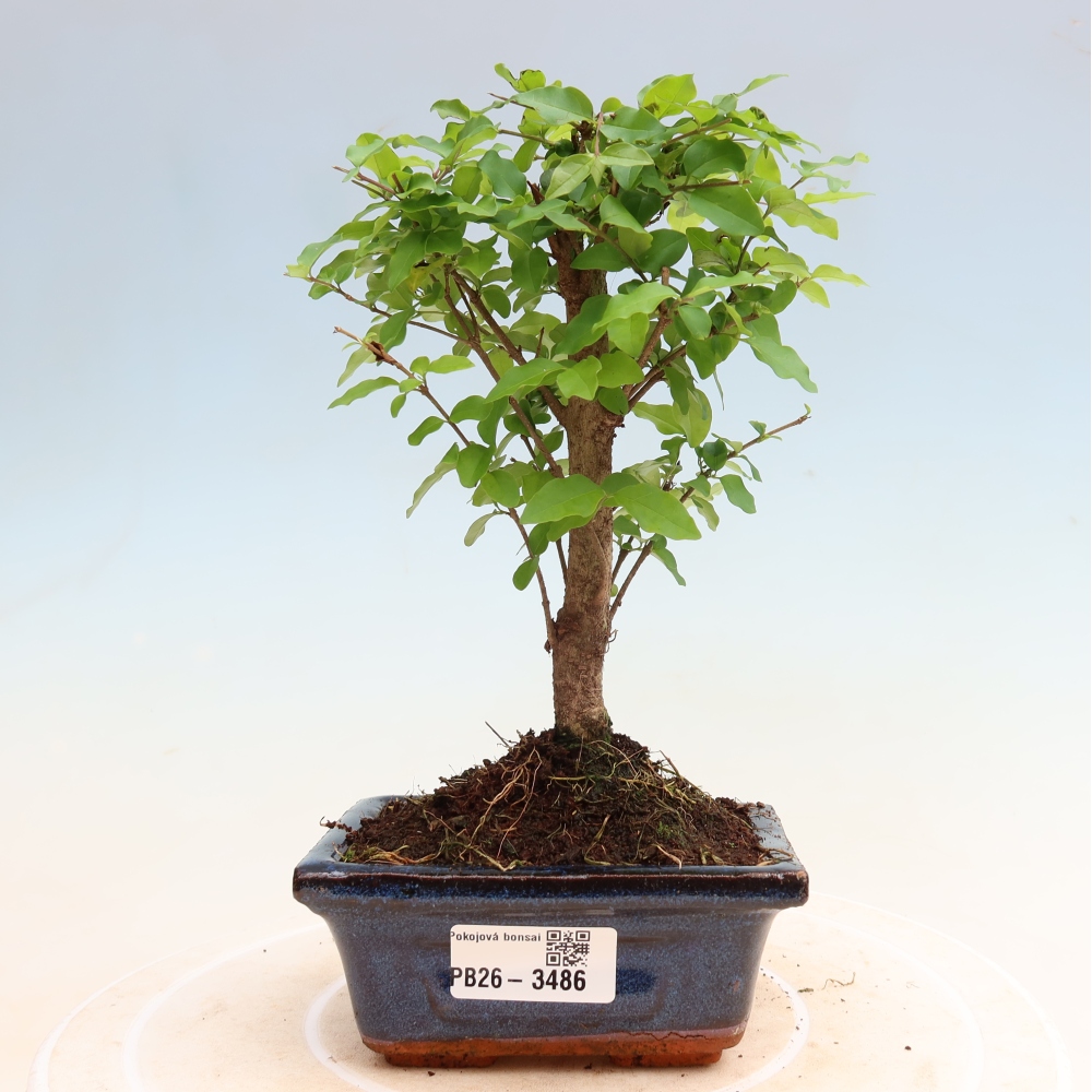 Zimmer Bonsai -Ligustrum chinensis - Vogelschnabel