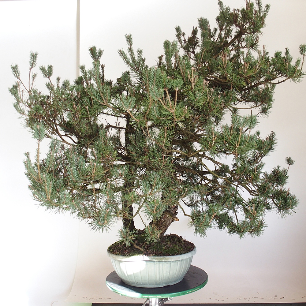 Yamadori - Pinus sylvestris Spanien