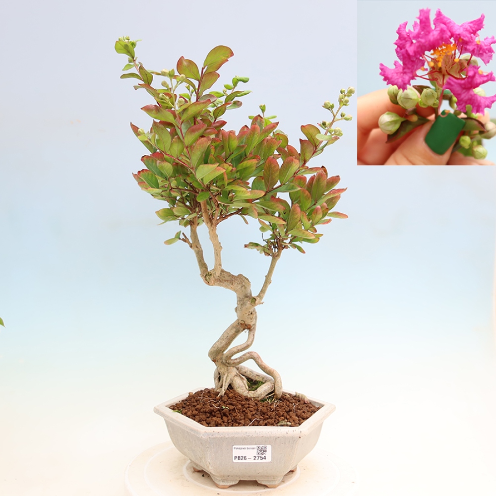 Zimmerbonsai – Lagerstroemia indica – Indischer Flieder