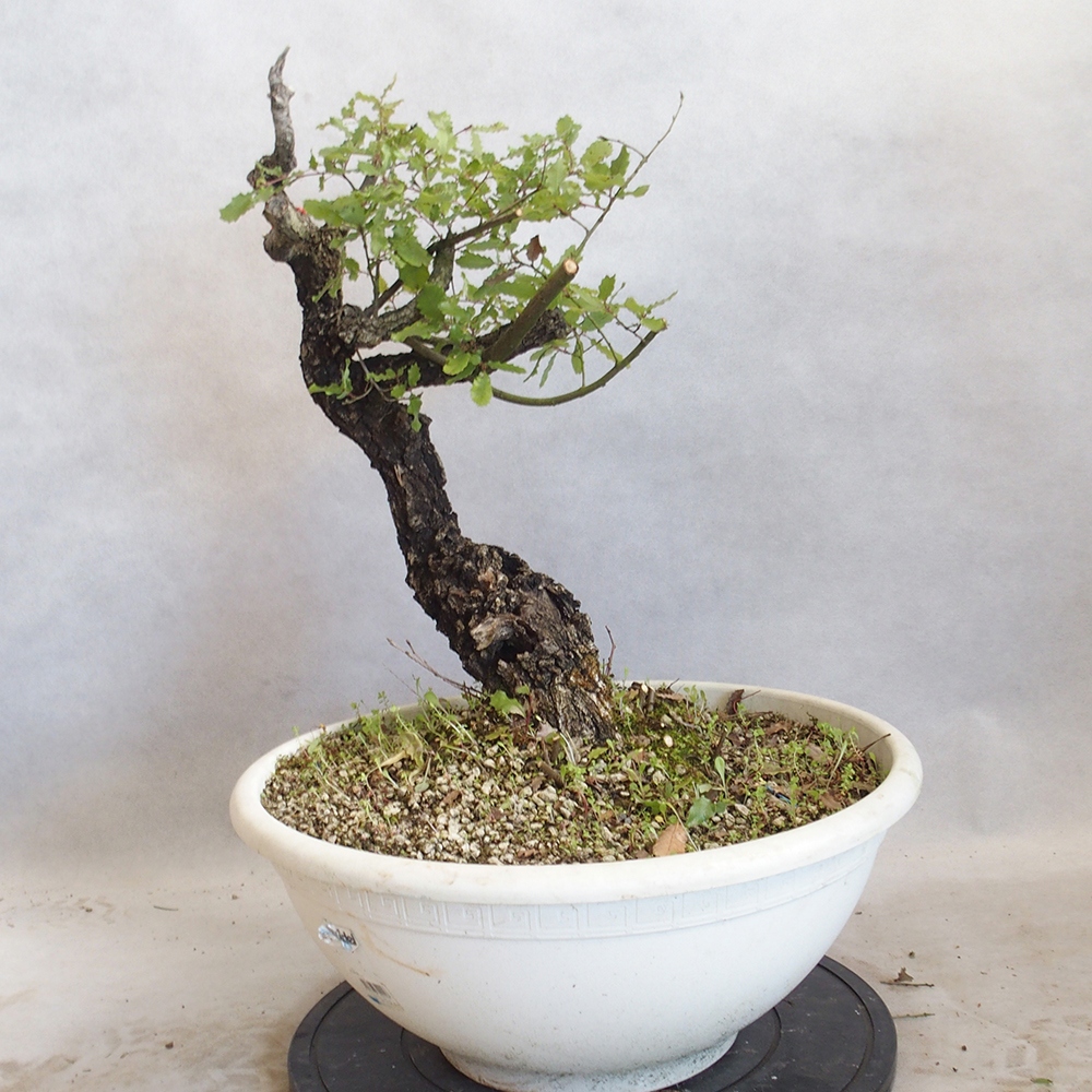 Freilandbonsai Quercus Cerris - Eiche Cer